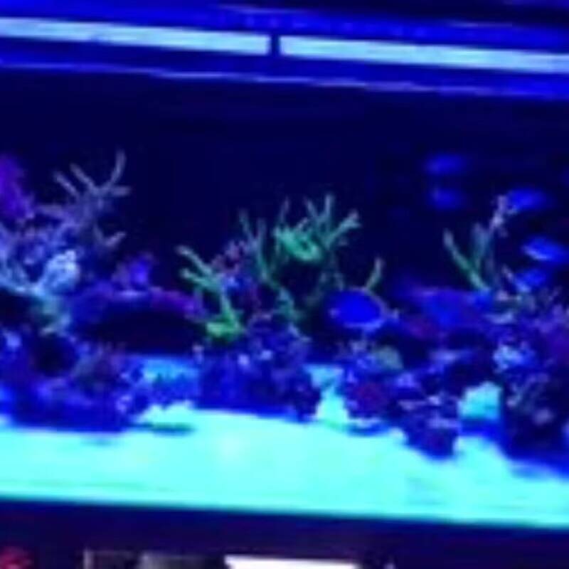 Juego de 6 Filtros 6 en 1 de 3 - Marine Coral reseña y precio