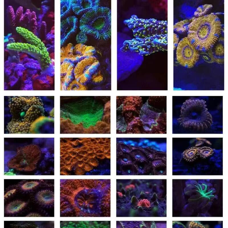 Juego de 6 Filtros 6 en 1 de 3 - Marine Coral reseña y precio